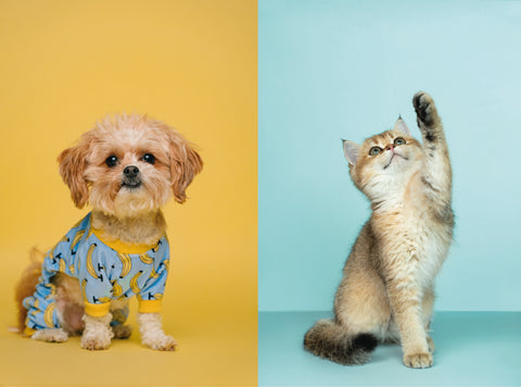 Colección Mascotas