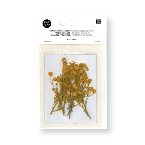 Flor/Planta prensada